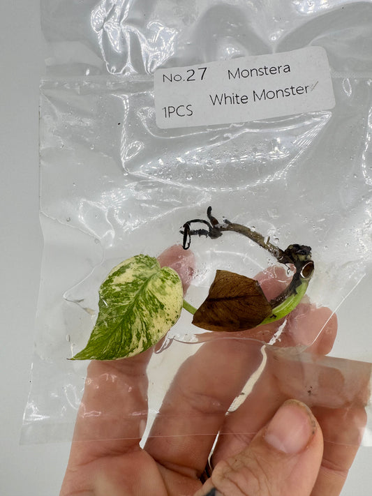 Monstera ‘White Monster’ Tissue Culture Plantlet #27