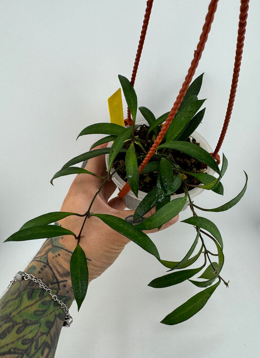 Hoya Pola