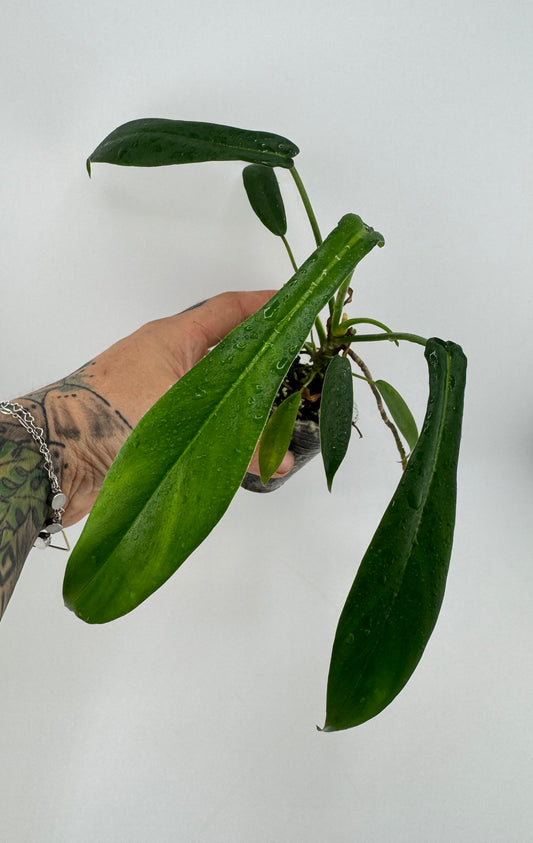 Philodendron joepii