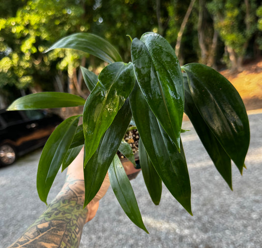 Epipremnum Amplissium