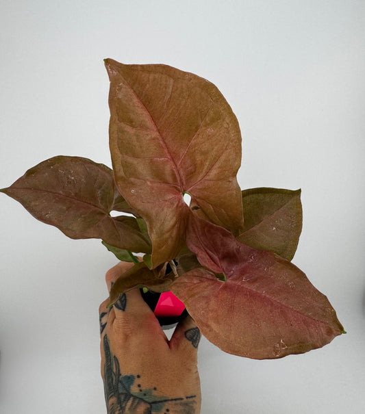 Syngonium Milk Confetti Revert