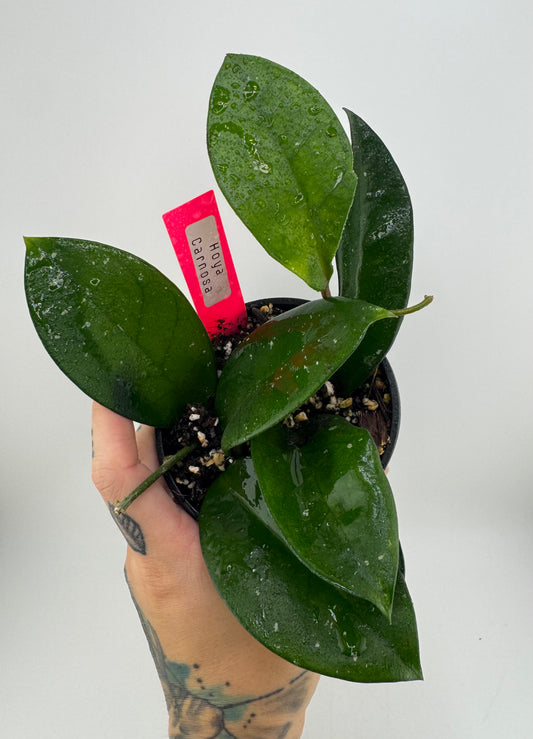 4” Hoya Carnosa