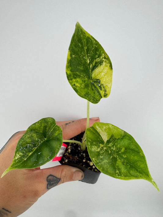 Alocasia Dragon Scale Aurea Variegated #2