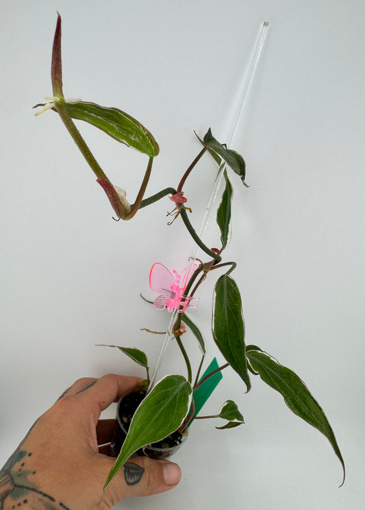 Variegated Philodendron Micans ‘Halo’