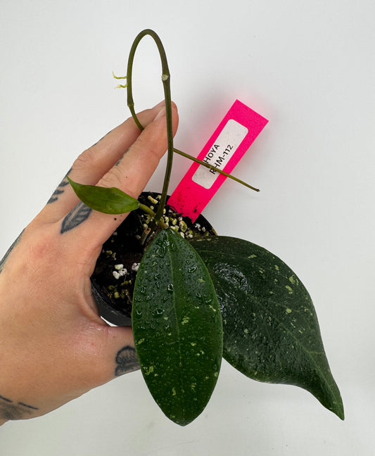 Hoya RHM-112 (LP4 x RHM-001)