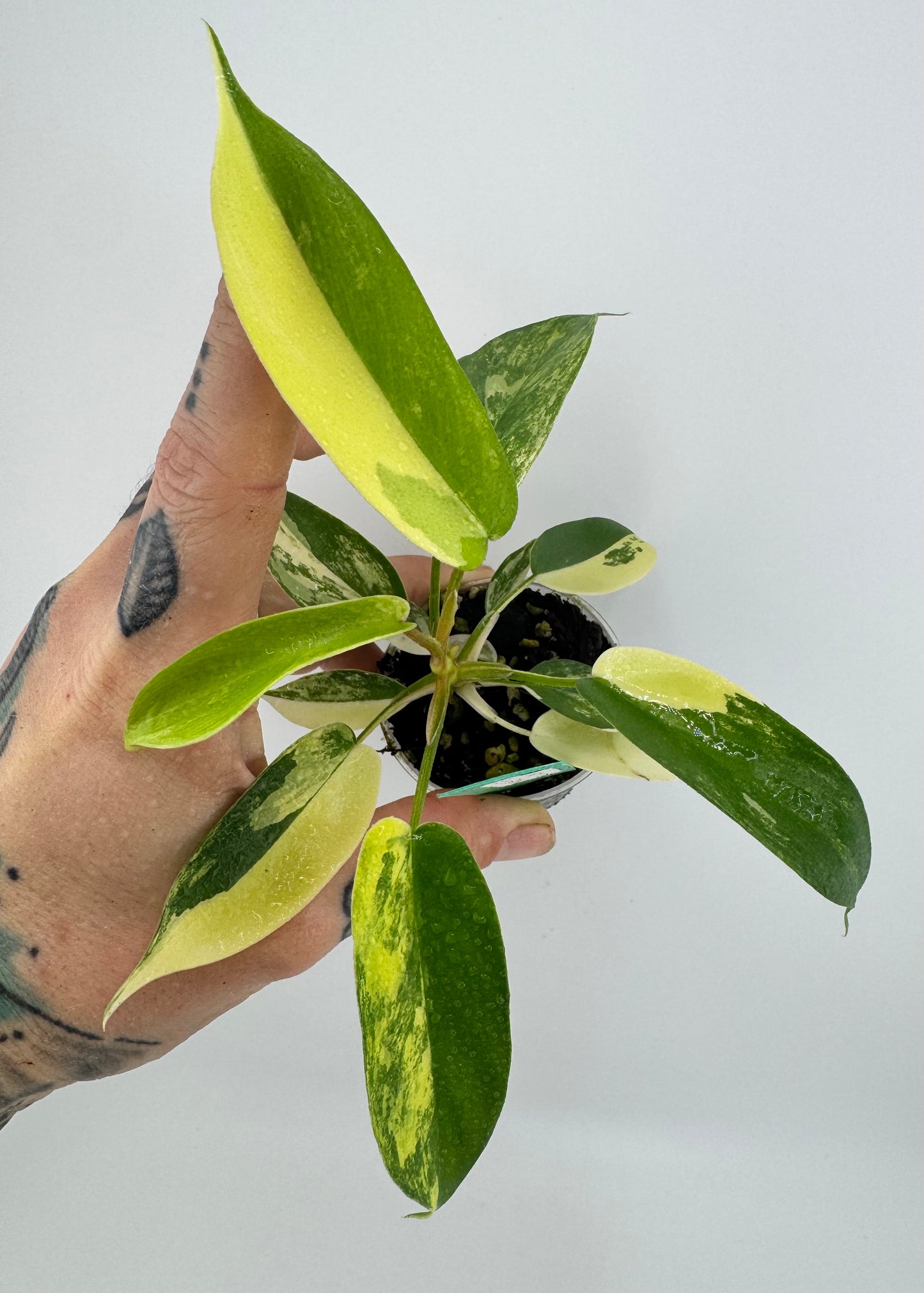 Philodendron Florida Beauty Variegated #2