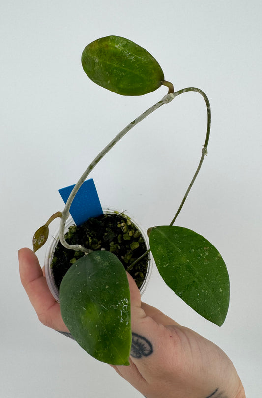 Hoya IML 1438 ‘Hat Som Paen’