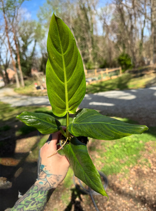 Philodendron Subhastum