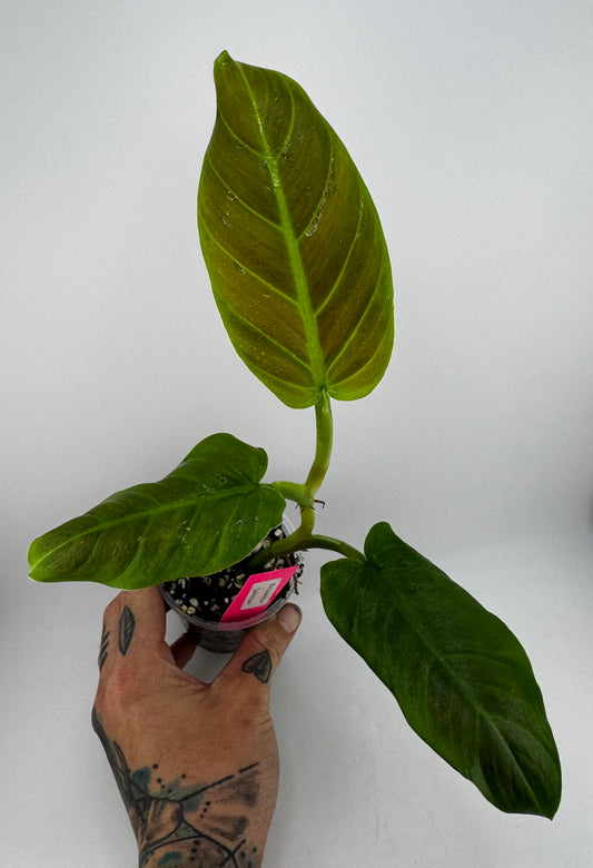 Philodendron Subhastum
