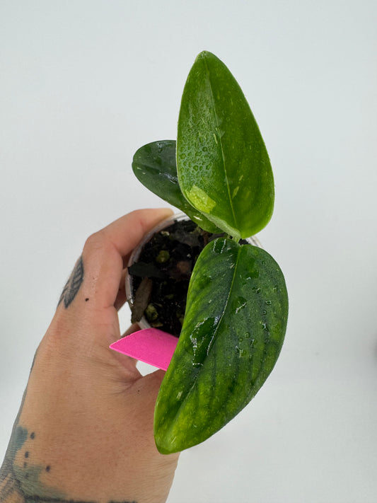 Monstera Standleyana ‘Albo’