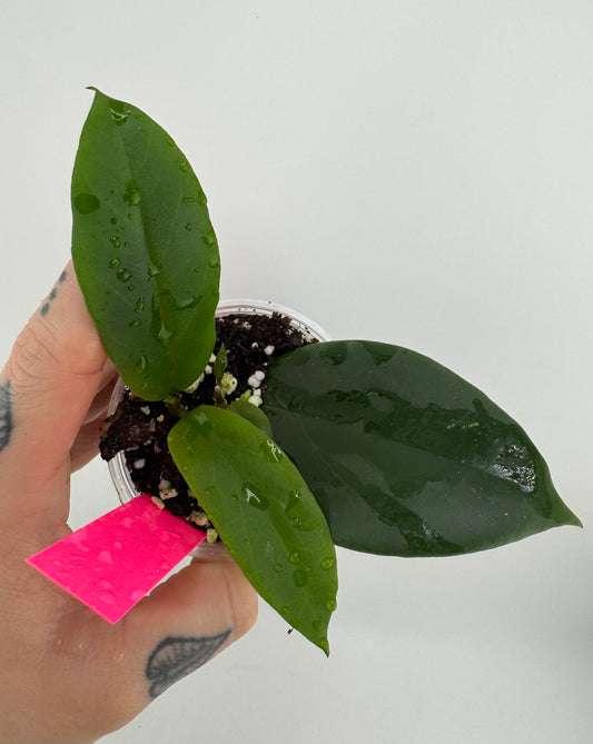 Hoya EBW-04