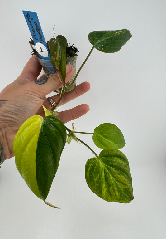 Philodendron VAR micans ‘aurea’ #1