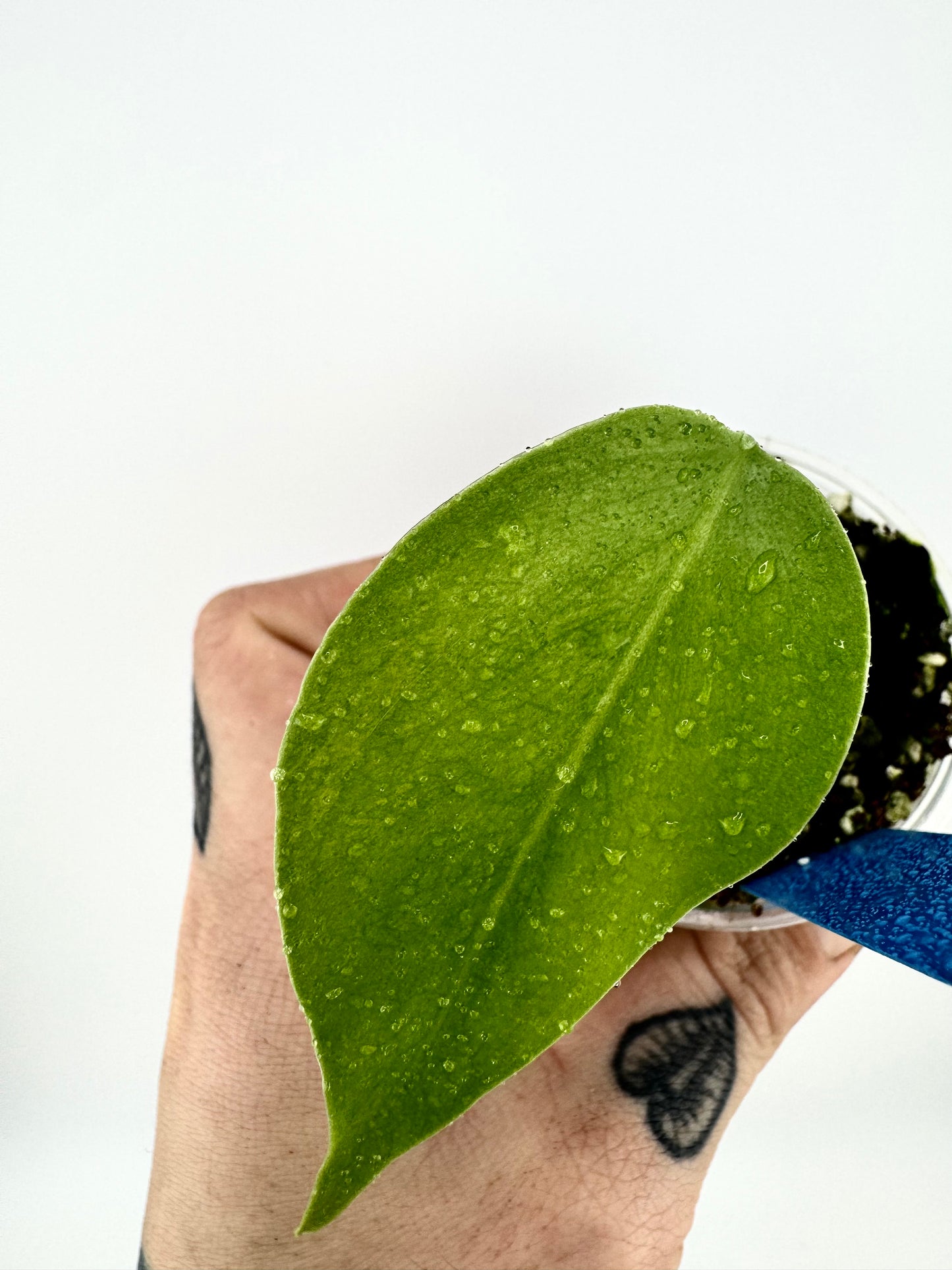 Monstera Deliciosa Aurea Variegated (borsigiana)