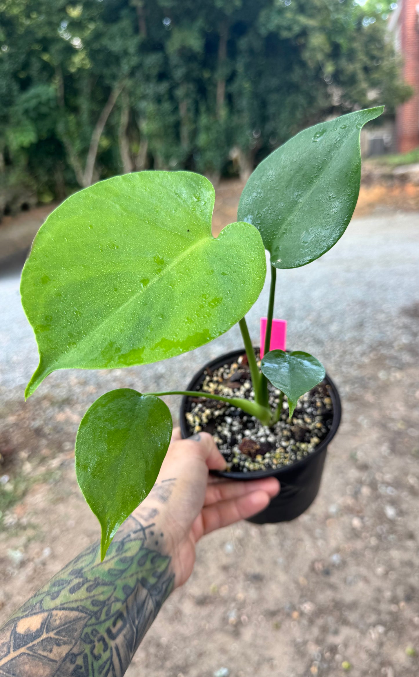 Monstera Deliciosa