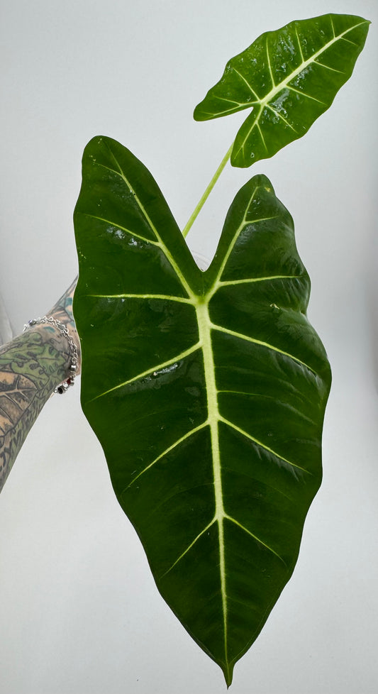 Alocasia Frydek