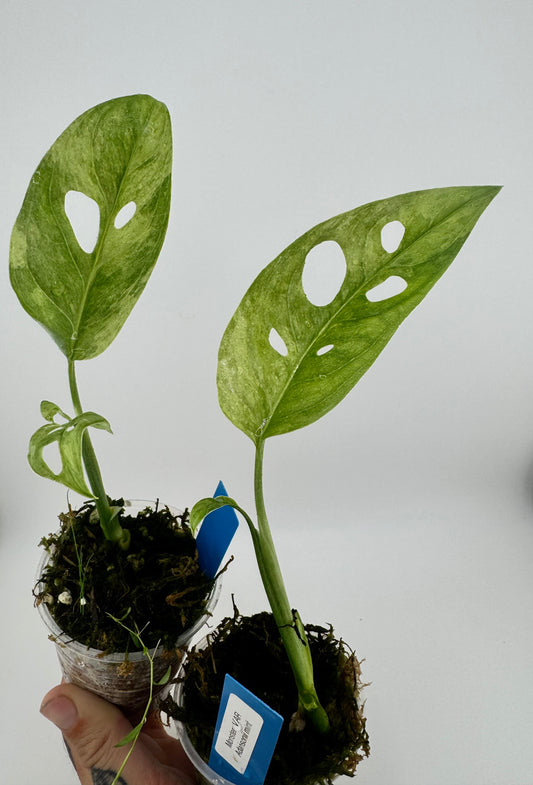 Monstera Adansonii Variegated Indonesian Mint