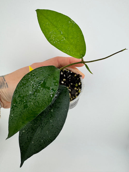 Hoya Fungii X Pubicalyx Royal Hawaiian