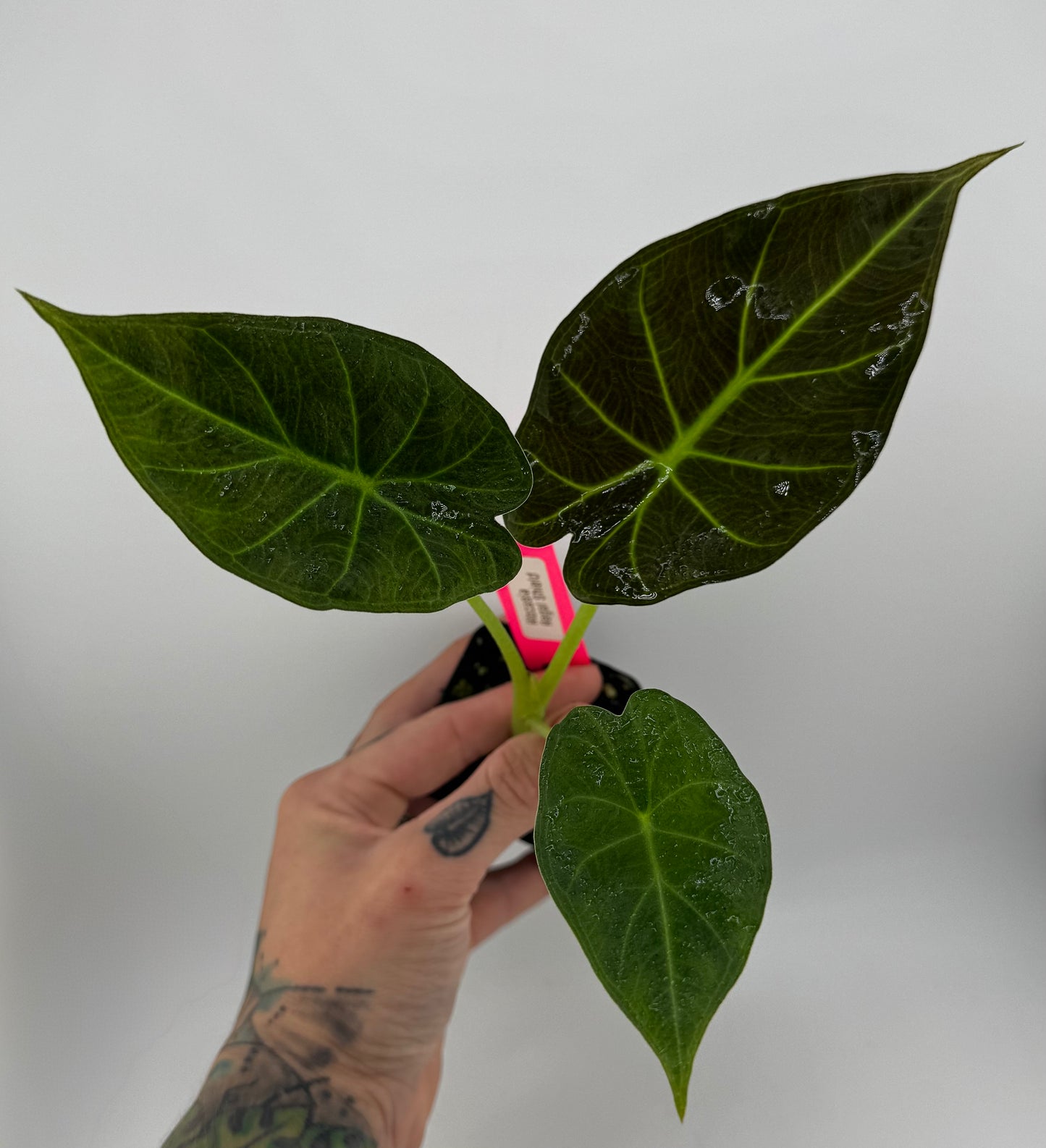 Alocasia Regal Shield