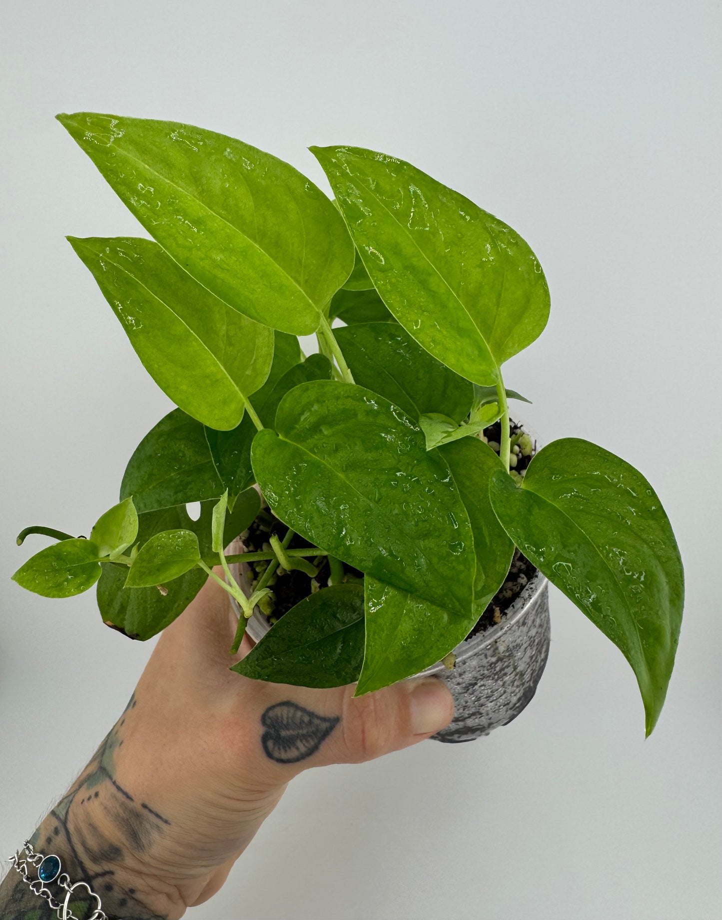 Monstera Lechleriana