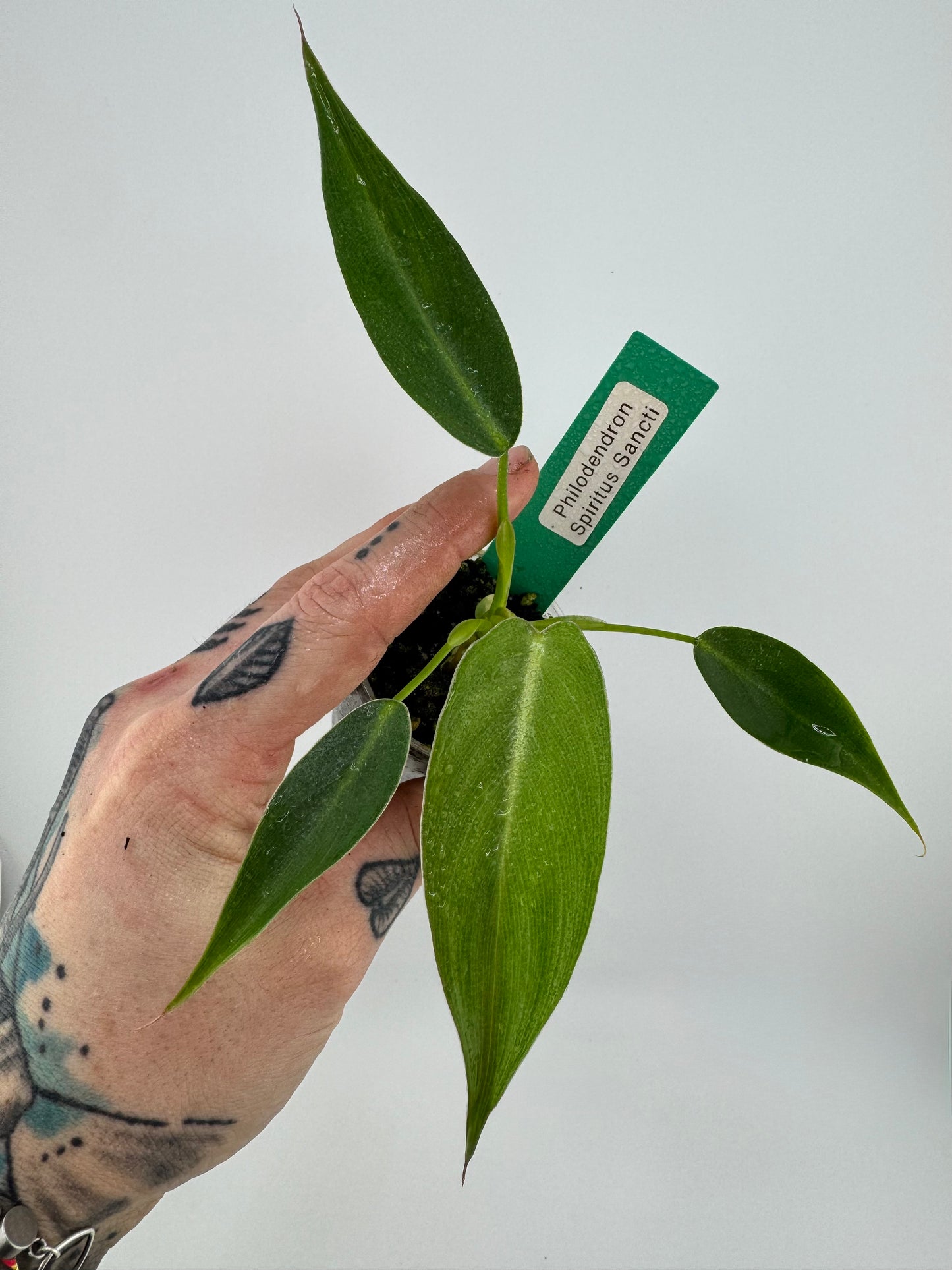 Philodendron Spiritus Sancti