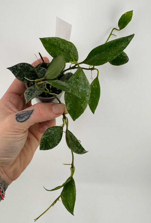 Hoya lacunosa ‘silver’