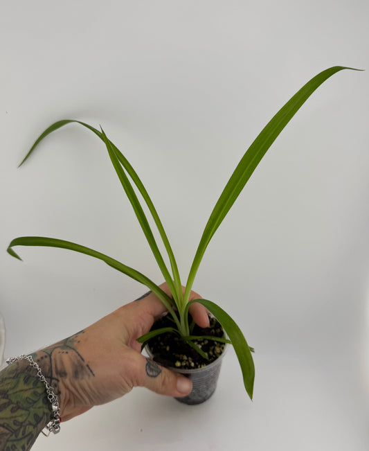Spider Plant