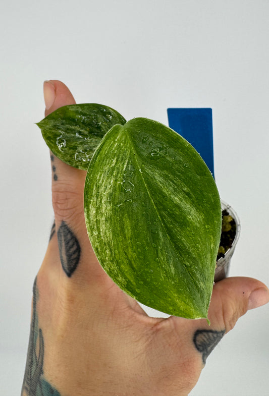 Scindapsus Blue Albo ‘Salaka’ Variegated