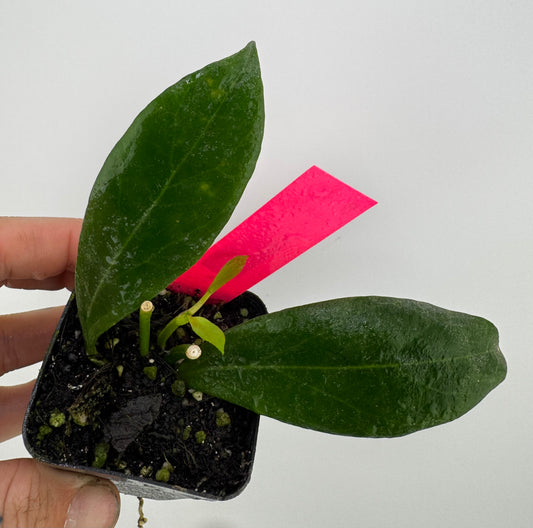 Hoya Rosiarioae
