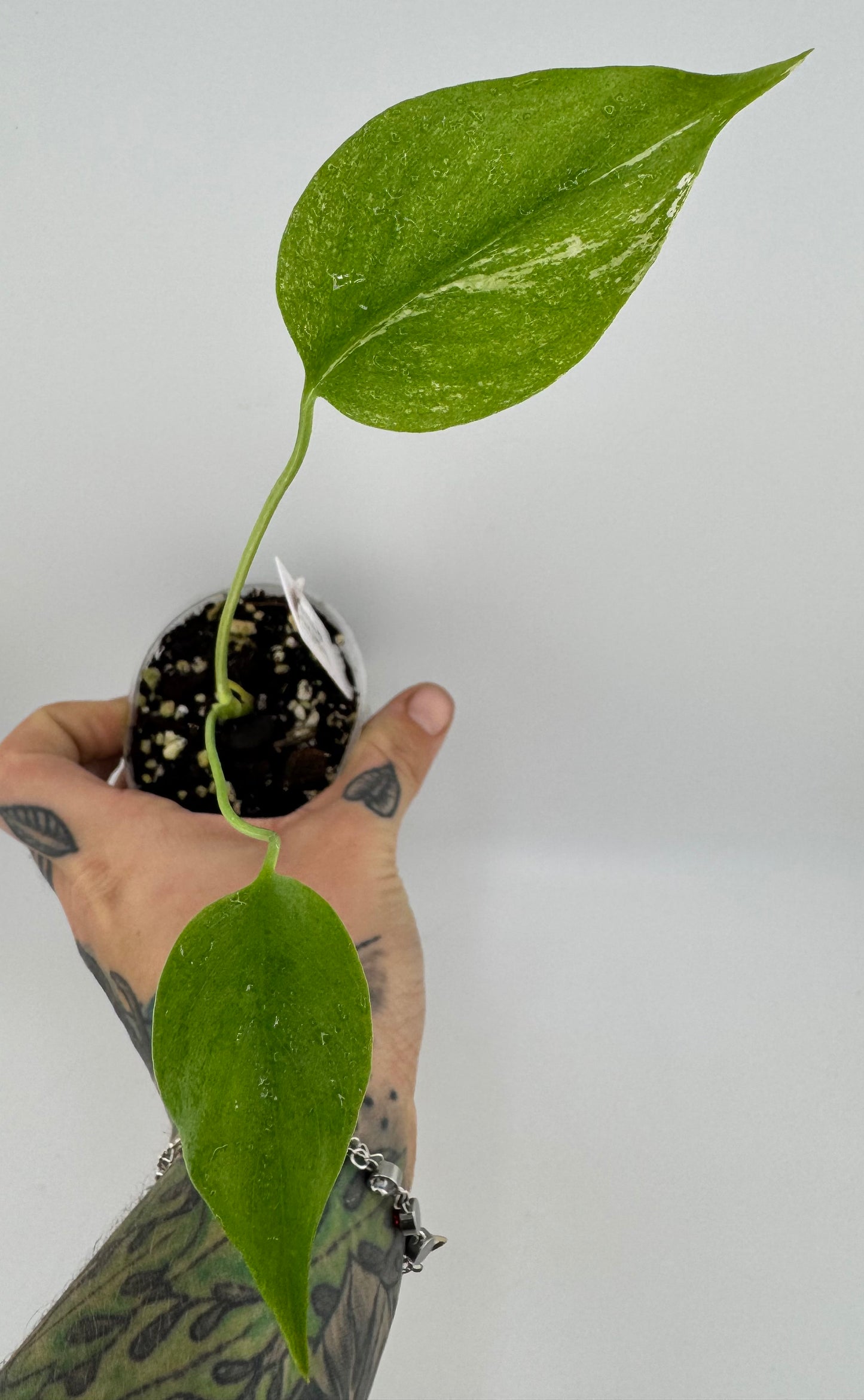Monstera Deliciosa Mint ‘white monster’ Variegated #2