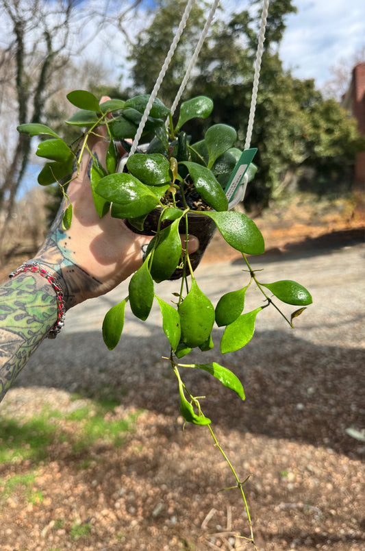 Hoya Brevialata