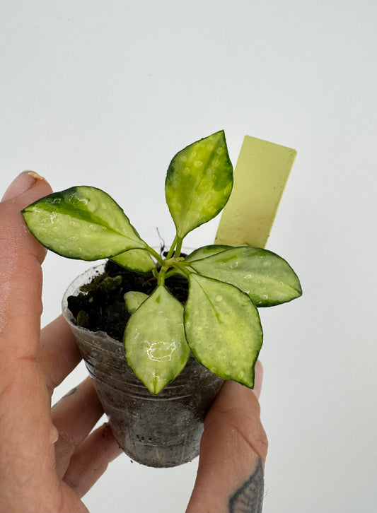 Hoya VAR Huschkeliana