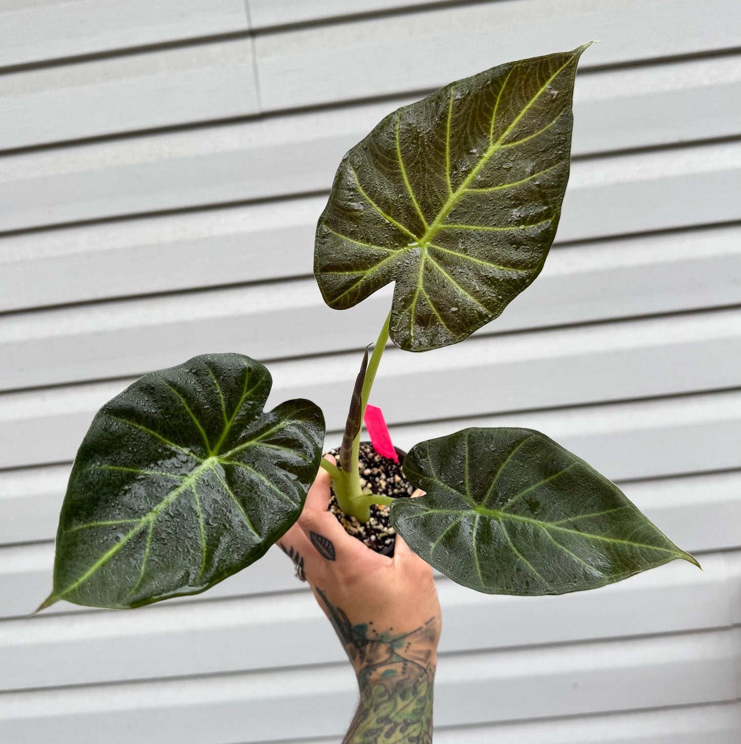 Alocasia Regal Shield