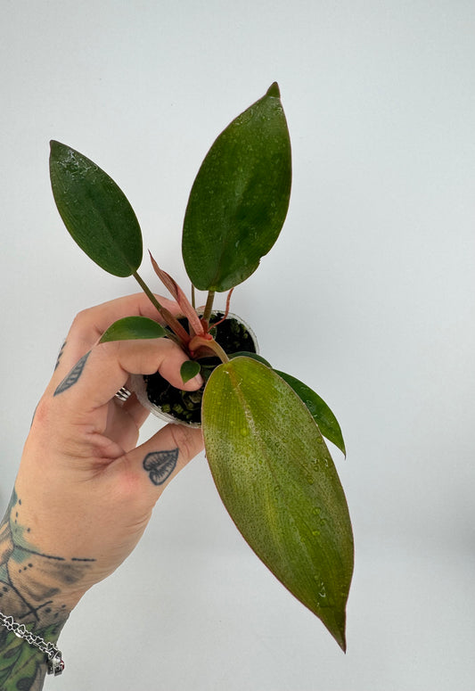 Philodendron Red Congo