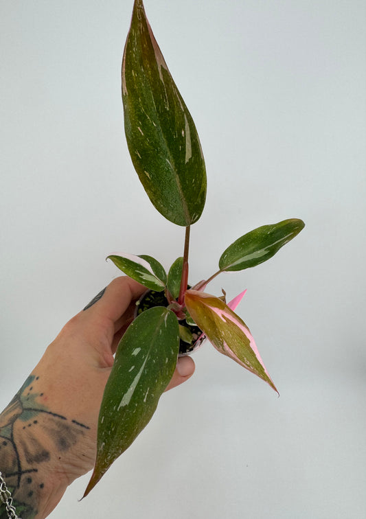 Philodendron Pink Princess marble