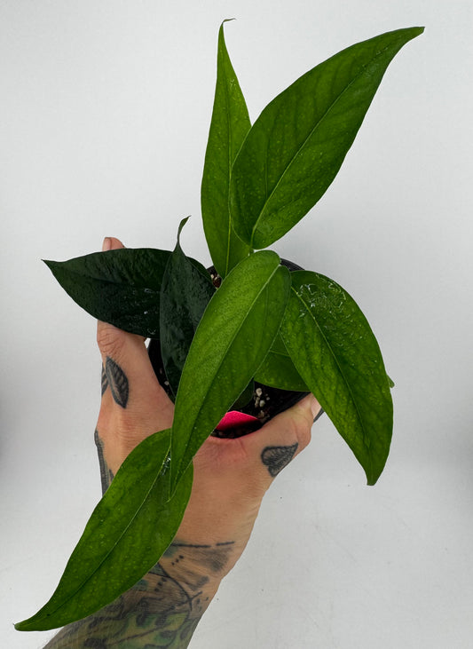 Pothos ‘Baltic Blue’