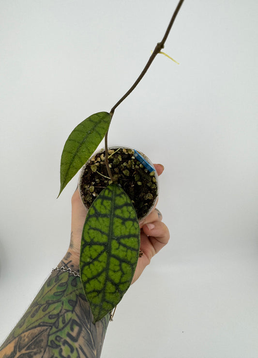 Hoya Callistophylla