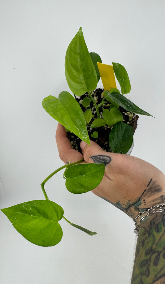 Monstera Lechleriana