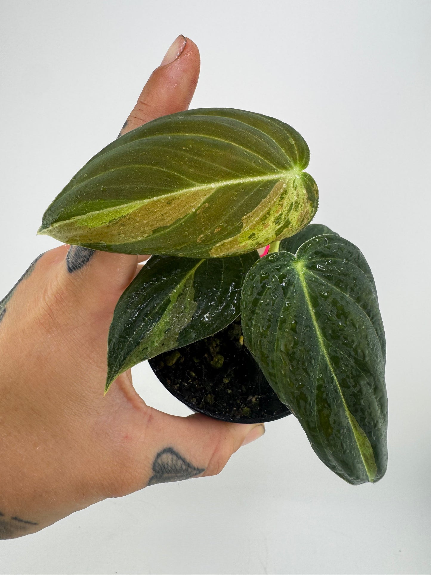 Philodendron Melanocrysm Variegated