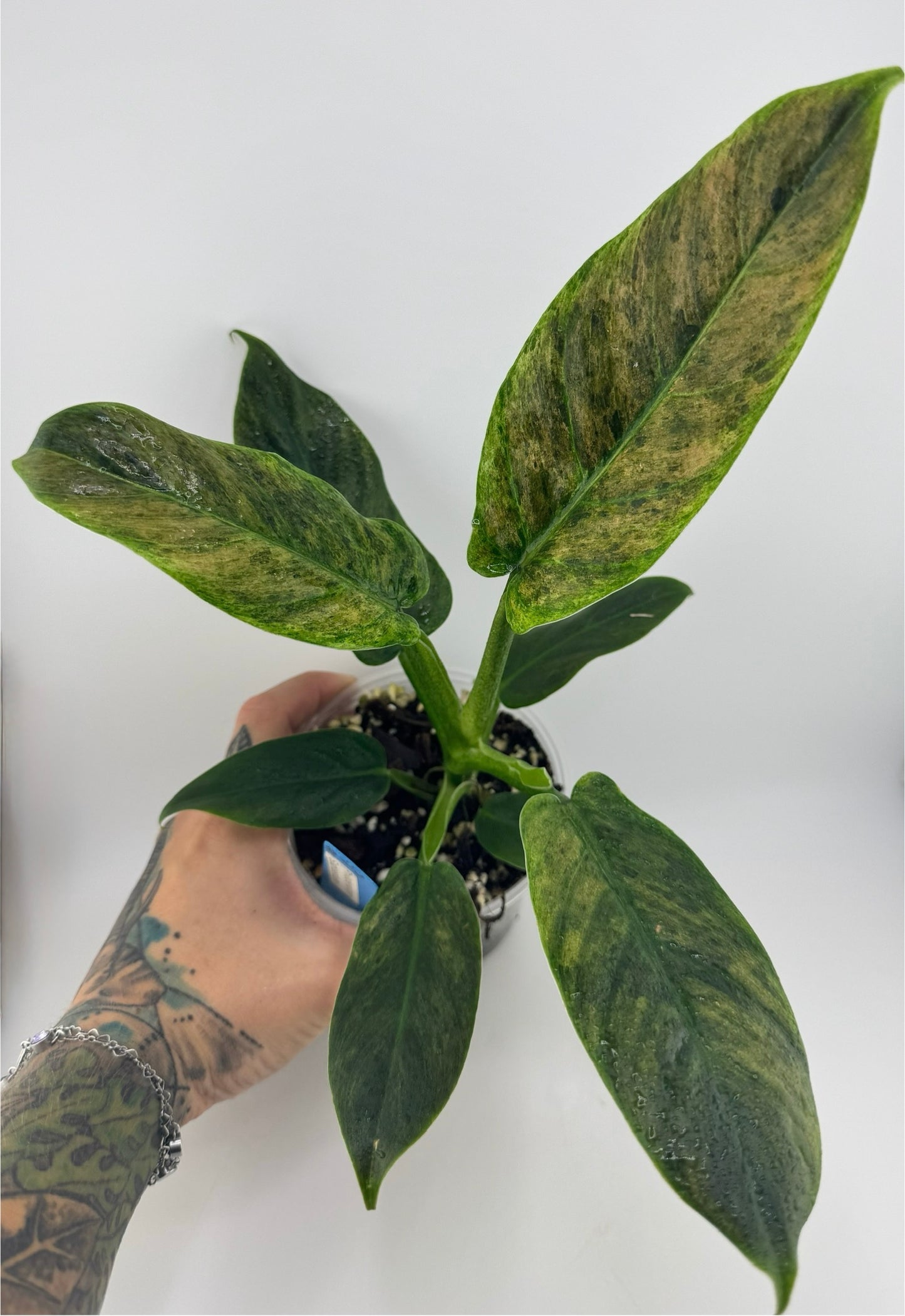 Philodendron Variegated Subhastum
