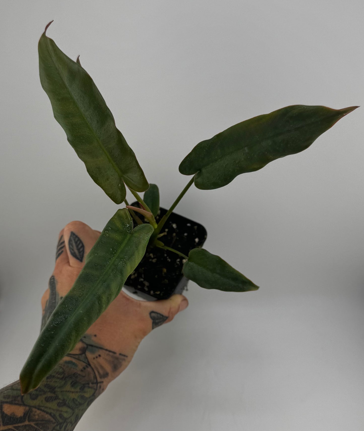 Philodendron Atabapoense