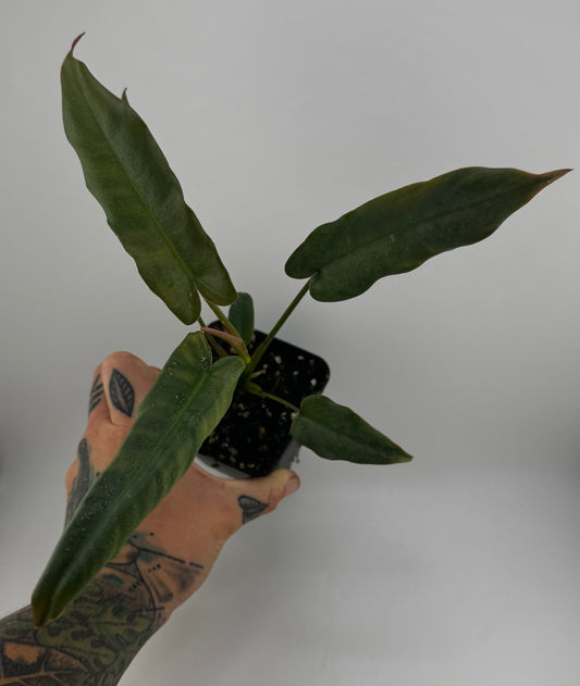Philodendron Atabapoense