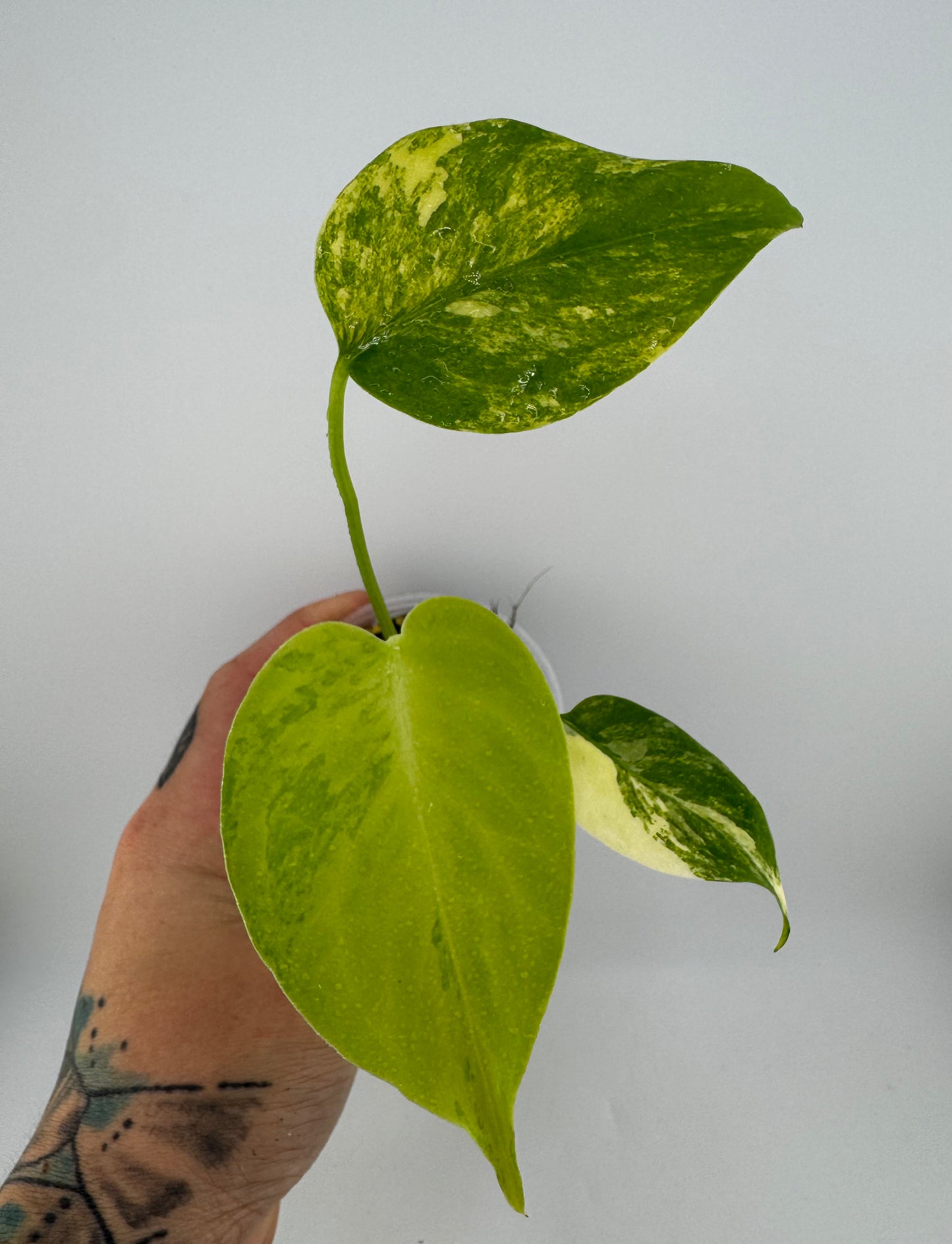 Monstera Deliciosa (Small Form) Aurea Variegated #2