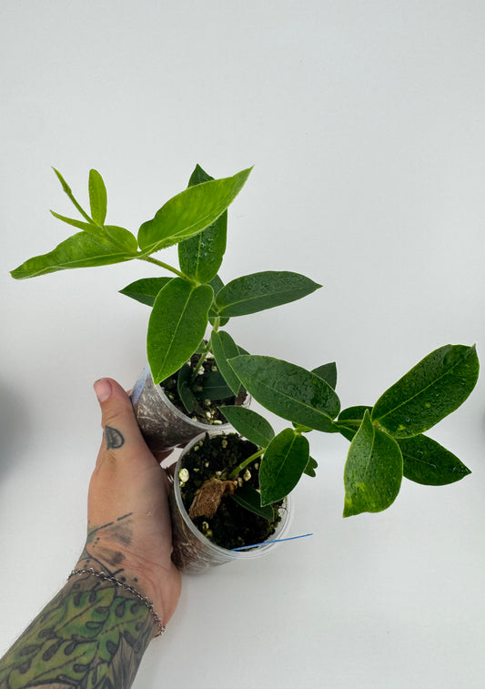 Hoya Densifolia