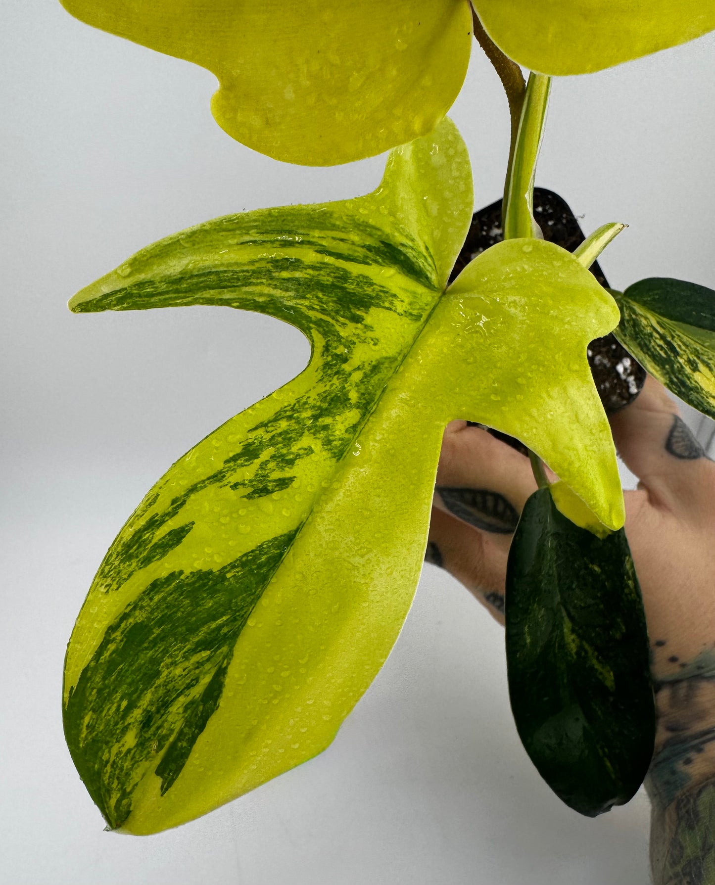 Philodendron Florida Beauty Variegated