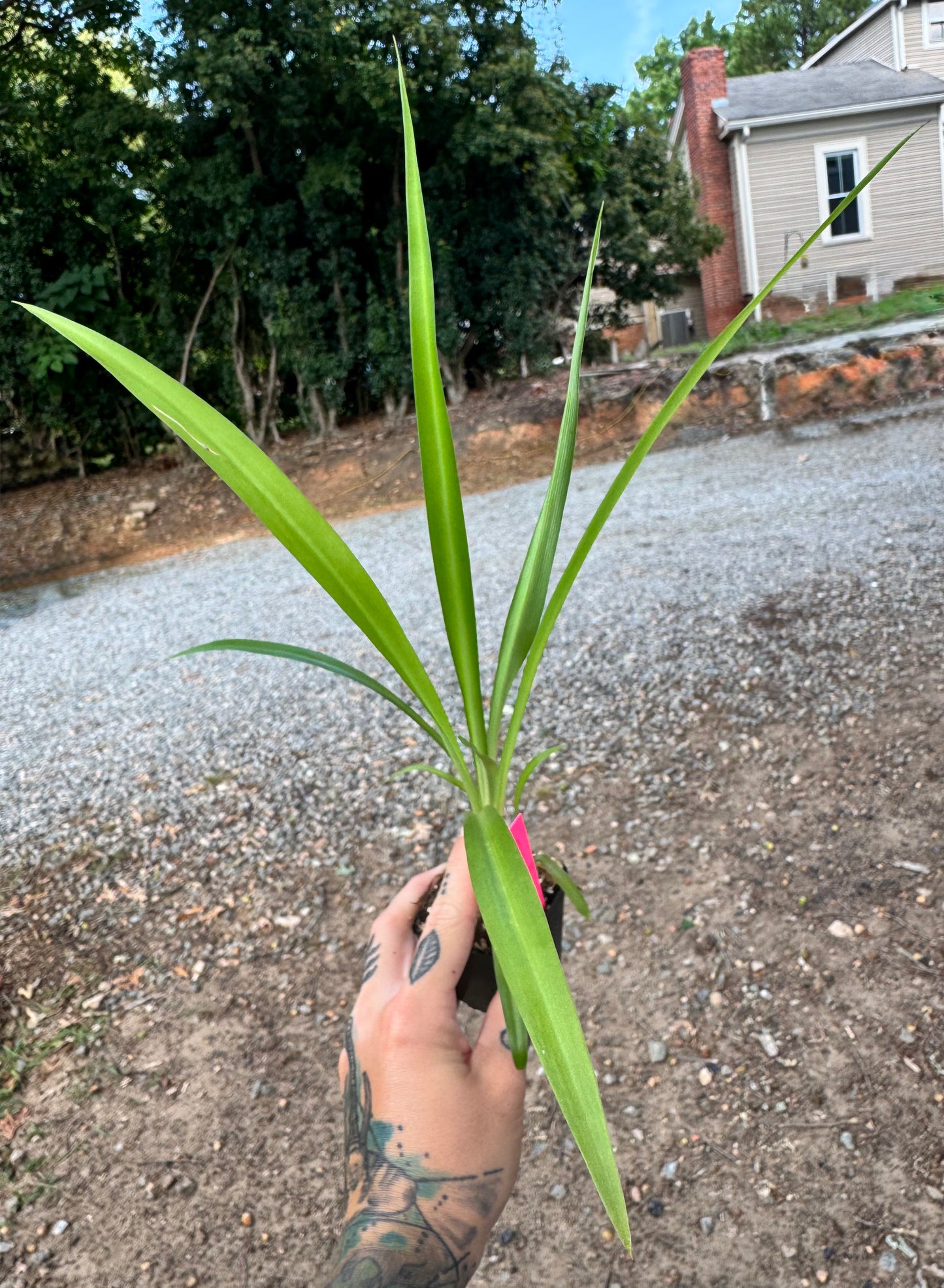 Spider Plant