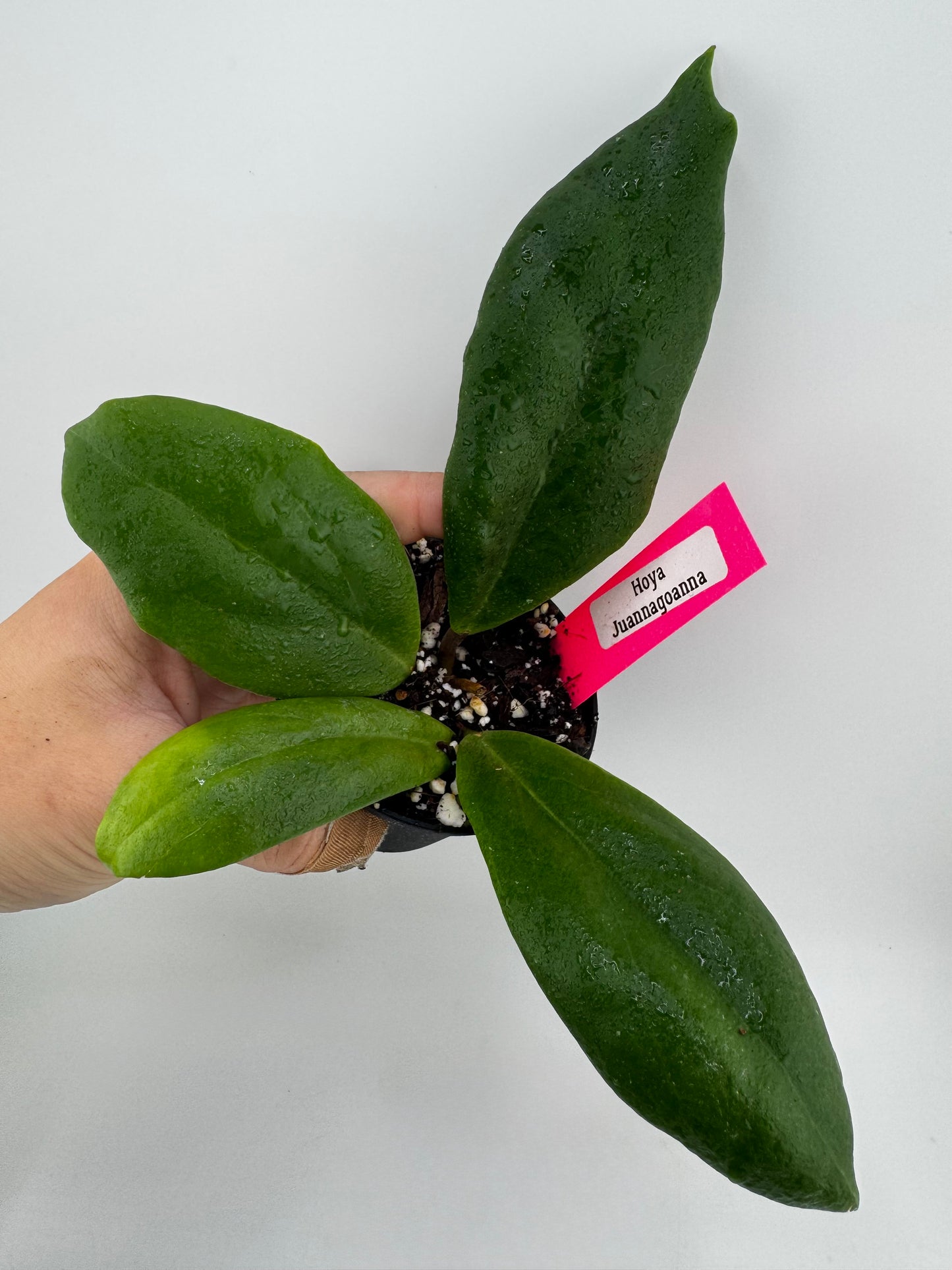 Hoya Juannagoanna
