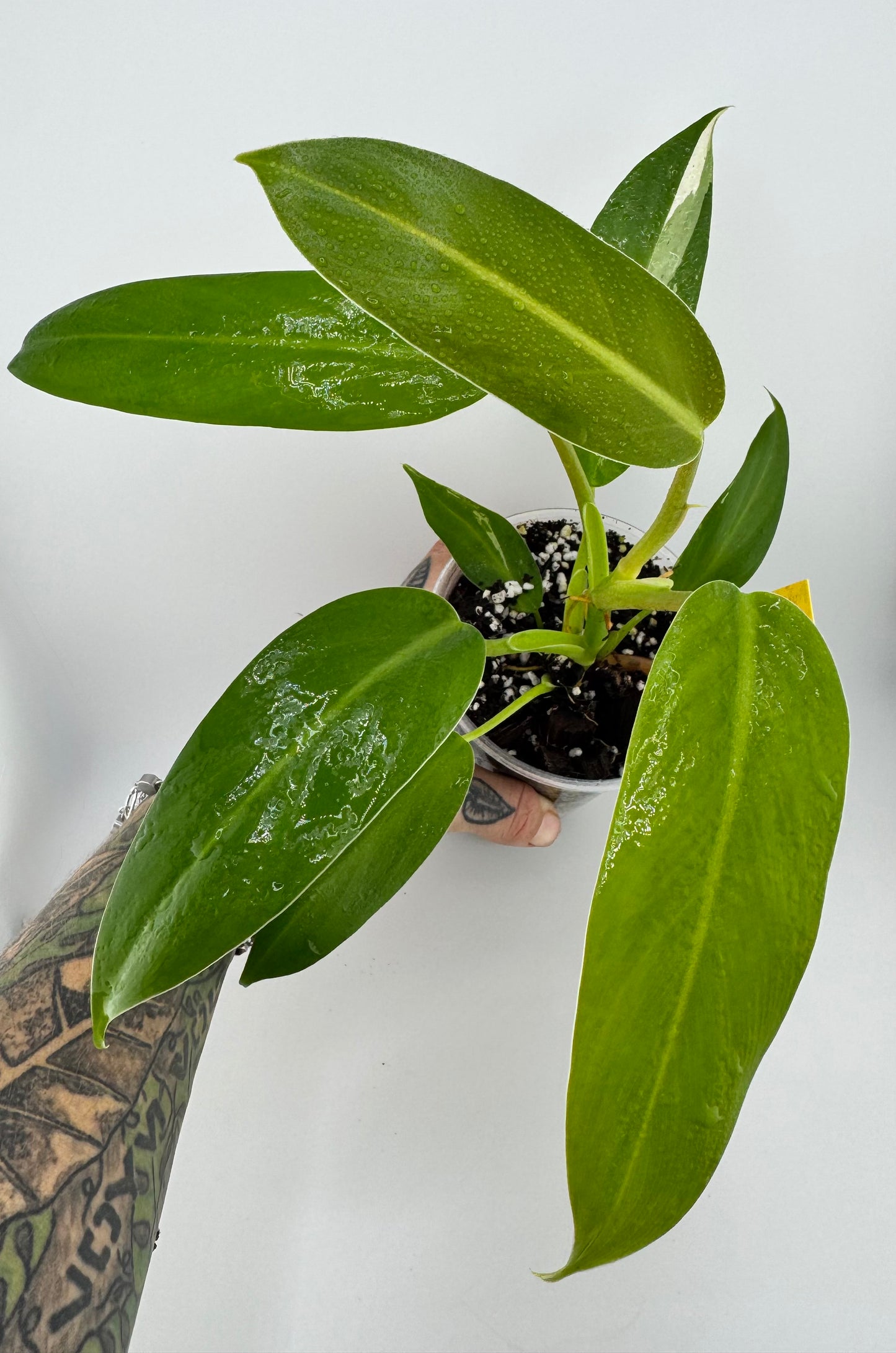 Philodendron Variegated Thai Whipple Way REVERT