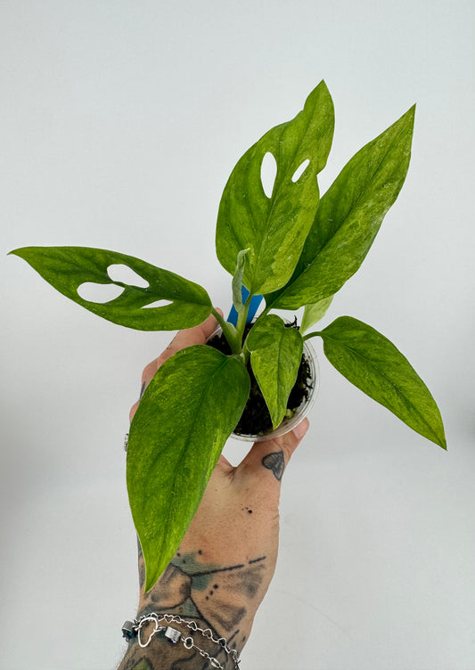 Monstera Adansonii Variegated Indonesian Mint