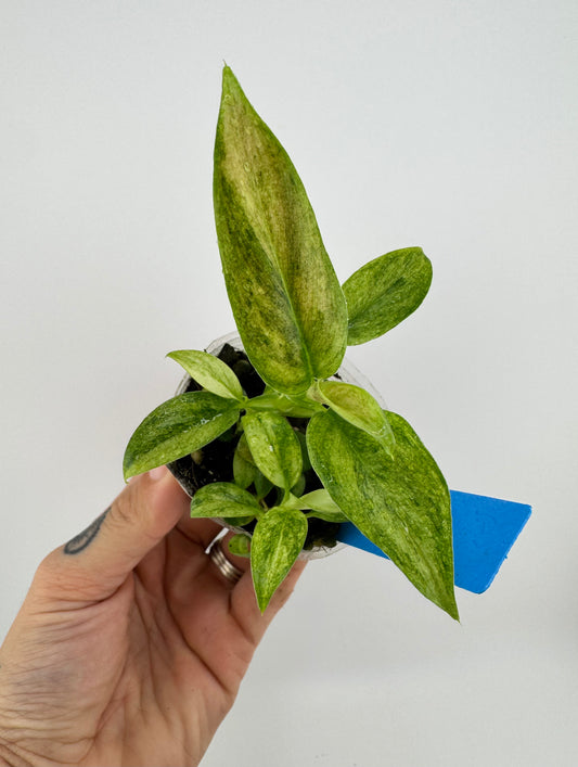 Philodendron Variegated Subhastum