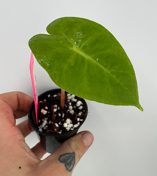 Alocasia Pink Dragon